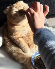 Phòng khám đa khoa Đại Đông - Cute cats compilation 2018