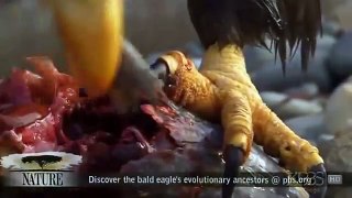 American Eagle (Nature Documentary)