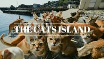 Strange cats island of Japan