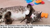 Mother Cat Who Lost Her 3 Kittens United With 3 Abandoned Kittens Who Needed A New Mom