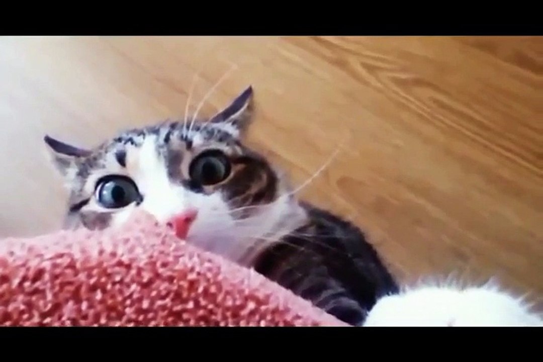 FUNNY CAT 2