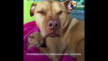 Pit Bull Dog Is The Best Mom To Kitten | The Dodo Odd Couples