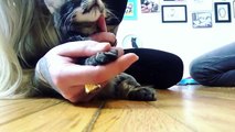 Trimming Kitten Claws!