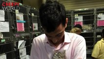 Kitten That A Man Saves From A High-Kill Shelter Quickly Becomes A Part Of The Family