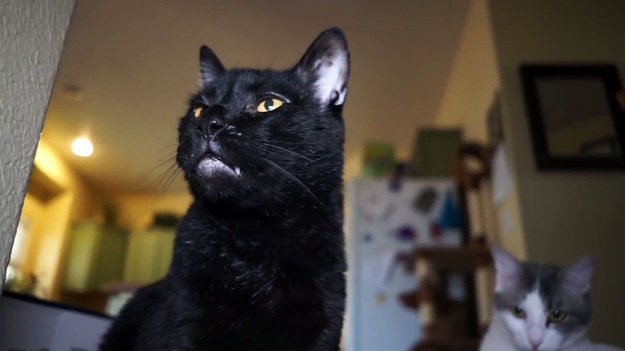 Talking Kitty Cat 58 - Momma Cat Loses Her Son