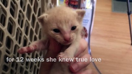 Rest in Peace Peanut You Were Dearly Loved