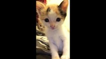 Kitten checks herself out using front-facing camera