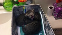 Rescuing Two Tiny Kittens! Will Mama Cat Nurse Other Cats Babies?