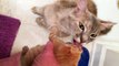 Rescue Cat Mama Adopted Orphaned Kitten After Loss of Her Own Babies..