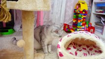 GAMES cat Philya and kitten BANTIK kittens from the channel SAVI funny cats