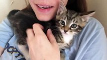 Kitten Spits at His Camera Reflection!!! Kitten Cuddles :)