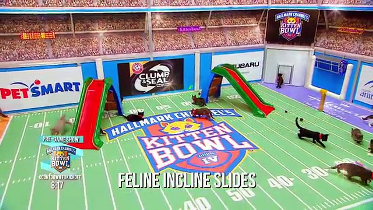 Kitten Bowl 2017