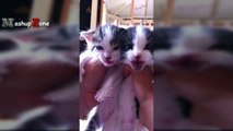 Kittens Meowing - A Cats Meowing Compilation [CUTE]