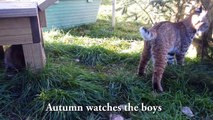 Orphaned bobcat kittens find new family at The Wildcat Sanctuary