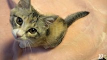 Kitten Meowing. 可愛い鳴き声の子猫モモ