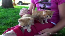 Meowing Kittens Exploring Outdoor On Grass