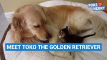 Sweet Dog and Kitten Friendship Pet Video Compilation 2016