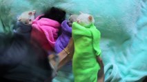 Siamese Kittens are Swaddled Purritos
