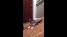 Kittens adorably play together on staircase