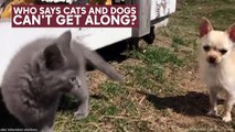 Adorable chihuahua plays with two kittens in barn