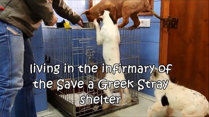 Rescue kittens and shelter puppies are best friends!