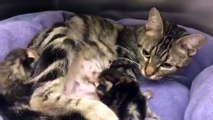 Mama cat adopts two orphaned kittens
