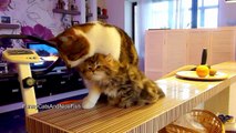 Funny Cats  and Cute Kittens playing  | New Funny Kittens  Epic Compilation