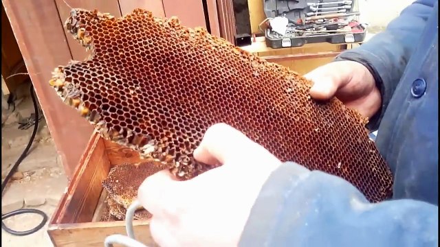 Приспособление для извлечения перги в пчеловодстве. Перга извлеченная из сот. Дробилка для перги. Пирга извлечь в домшни. Аип 10 для извлечения перги.