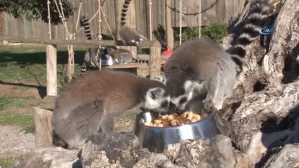 Lemurların Kuru İncir Sevgisi