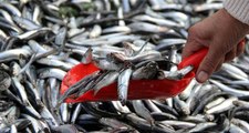 Karadeniz'de, Fırtına Balık Fiyatlarını Katladı