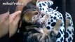 Kittens Meowing - A Cats Meowing Compilation || NEW HD