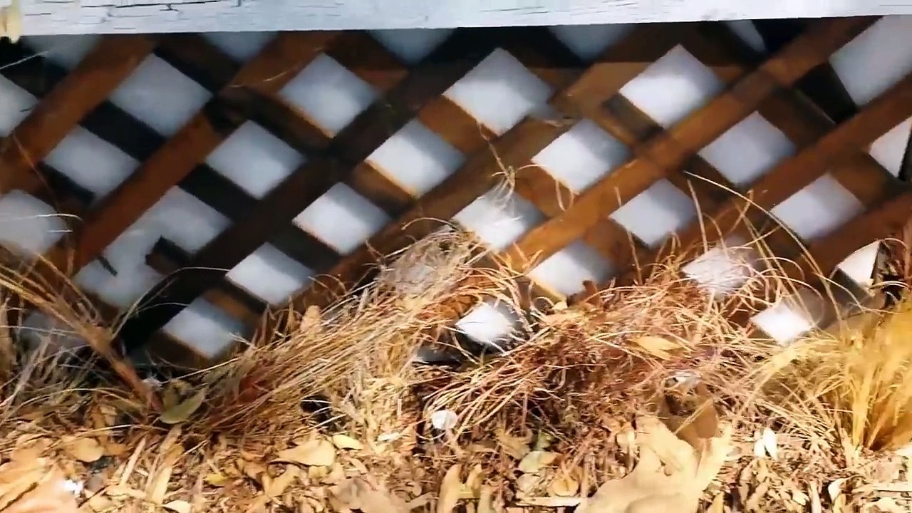 Fog Machine Chiller & Ground Fog Setup For Haunted House