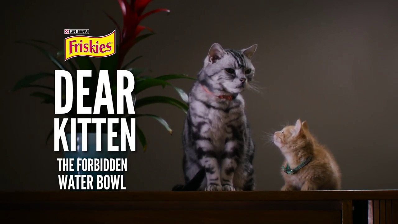 Dear Kitten: The Forbidden Water Bowl