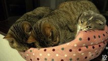 Mom cat μ can't move in heavy her 2 kittens. 重い2匹の子猫に動けないママ猫ミュー。