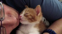 Adorable Kitten Falls Asleep to Kisses