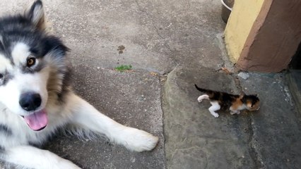 Big dog afraid of little fluffy kitten
