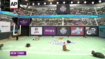 Behind-the-scenes of the Kitten Bowl Taping