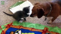 Dogs Meeting Kittens for the First Time Compilation (2014)