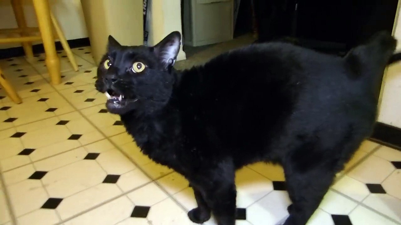 Talking Kitty Cat 43 Random Kitten video Dailymotion