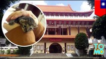 Lost kitten will become temple cat after monks rescue it from inside the temple walls - TomoNews
