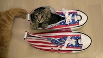 Cute Kitten Osamu in a Big Shoes 大きな靴とかわいい子猫おさむ