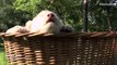 Sleepy Lion Cubs Cuter Than Any Kittens You've Seen | Mashable