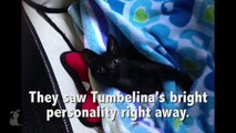 Paralyzed Kitten Given Second Chance With Wheelchair Gets Adopted