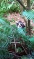 Tiny Kittens Periscope Shelly and Sloaney with others at the feral colony