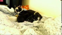 Tiny Kittens Sloane's not leaving her nest this time for Shellys visit