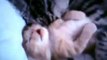 Cat Hugs Baby Kitten Having Nightmare - survum.com