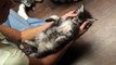 Kitten Loves Massage; Colossal Cats Maine Coons