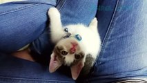 Tiny Adorable Kitten Falls Asleep Looking Up At Owner