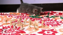 The Kitten Army Is Real, and It's Really Adorable - Kitten Love