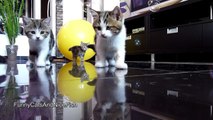 Cute Kittens confused by soap bubbles